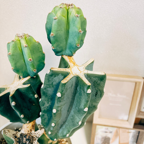 現品］かわいい♡ 柱サボテン 鬼面角 ブランチ 6号 観葉植物