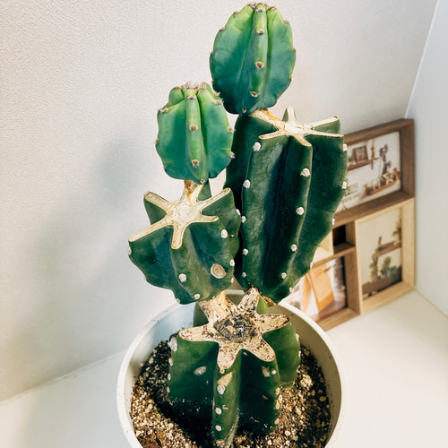 現品］かわいい♡ 柱サボテン 鬼面角 ブランチ 6号 観葉植物