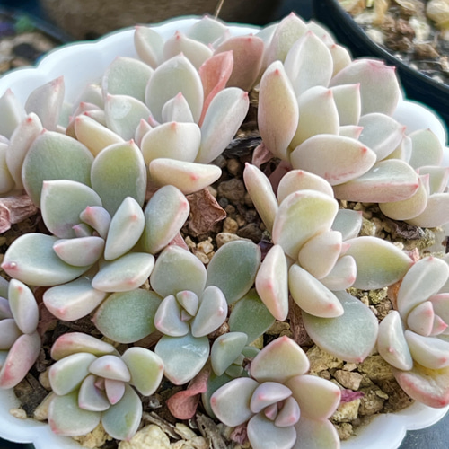ピンクプリティ – 多肉植物の通販・販売サイト tawawa 多肉植物 ピンク