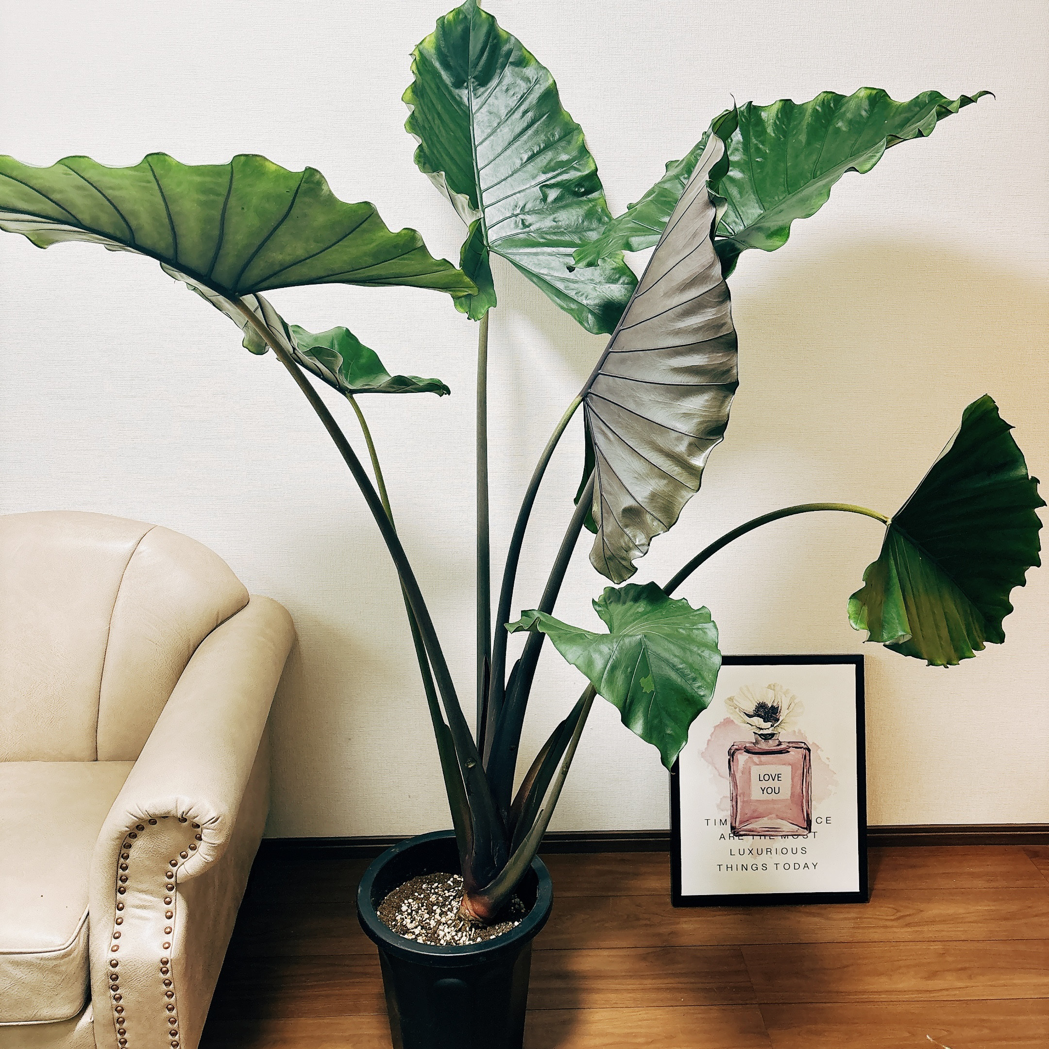 現品］【希少】ビッグサイズ！ アロカシア スモー 10号 観葉植物 室内 