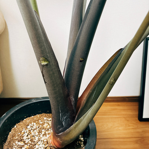 現品］【希少】ビッグサイズ！ アロカシア スモー 10号 観葉植物 室内