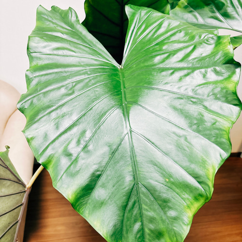 現品］【希少】ビッグサイズ！ アロカシア スモー 10号 観葉植物