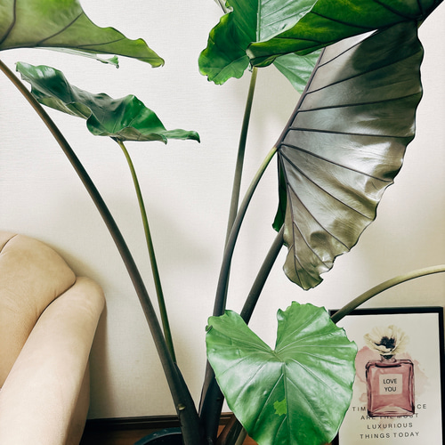 アロカシア スモー 大株 現品］【希少】ビッグサイズ！ アロカシア スモー 10号 観葉植物 室内