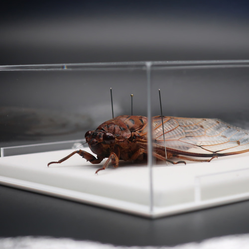 驚大蝉◇テイオウゼミ◇ アクリルフレーム 昆虫の標本 その他アート