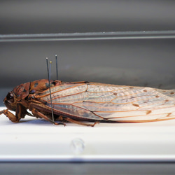 驚大蝉◆テイオウゼミ◆　アクリルフレーム　昆虫の標本　 10枚目の画像