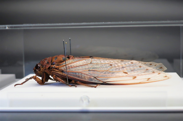 驚大蝉◆テイオウゼミ◆　アクリルフレーム　昆虫の標本　 10枚目の画像