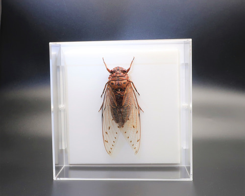 6292d9cb76fc0081c7311a2ad972e0