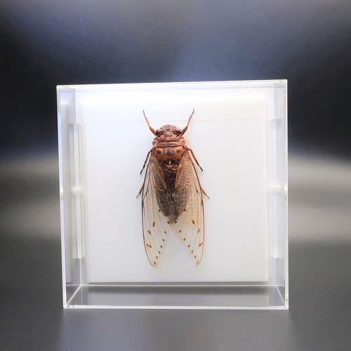 セミ レジン封入標本 テイオウゼミ セミ レジン封入標本 テイオウゼミ - メルカリ