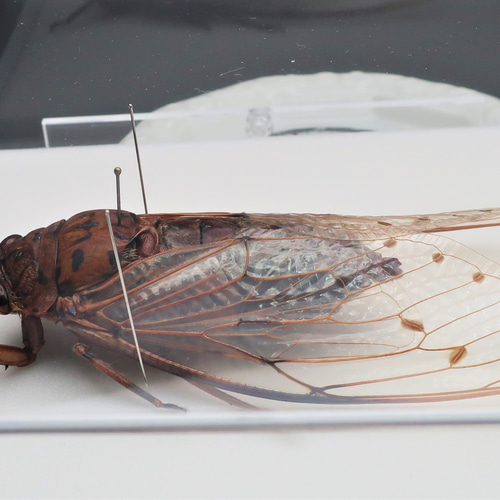 セミ レジン封入標本 テイオウゼミ セミ レジン封入標本 テイオウゼミ