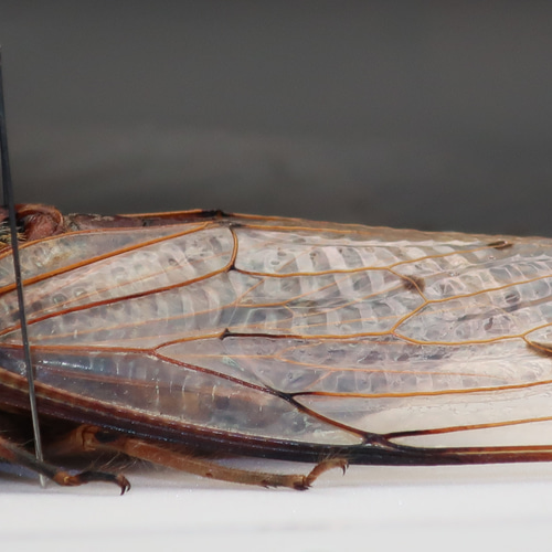 驚大蝉◇テイオウゼミ◇ アクリルフレーム 昆虫の標本 その他アート