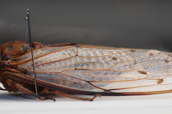 驚大蝉◆テイオウゼミ◆　アクリルフレーム　昆虫の標本　 12枚目の画像