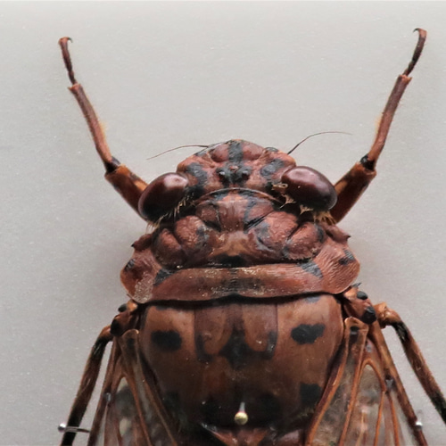 驚大蝉◇テイオウゼミ◇ アクリルフレーム 昆虫の標本 その他アート