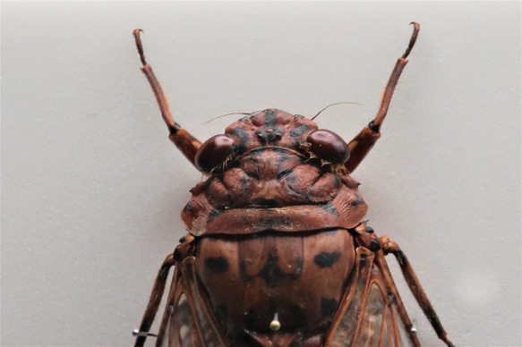 驚大蝉◆テイオウゼミ◆　アクリルフレーム　昆虫の標本　 8枚目の画像