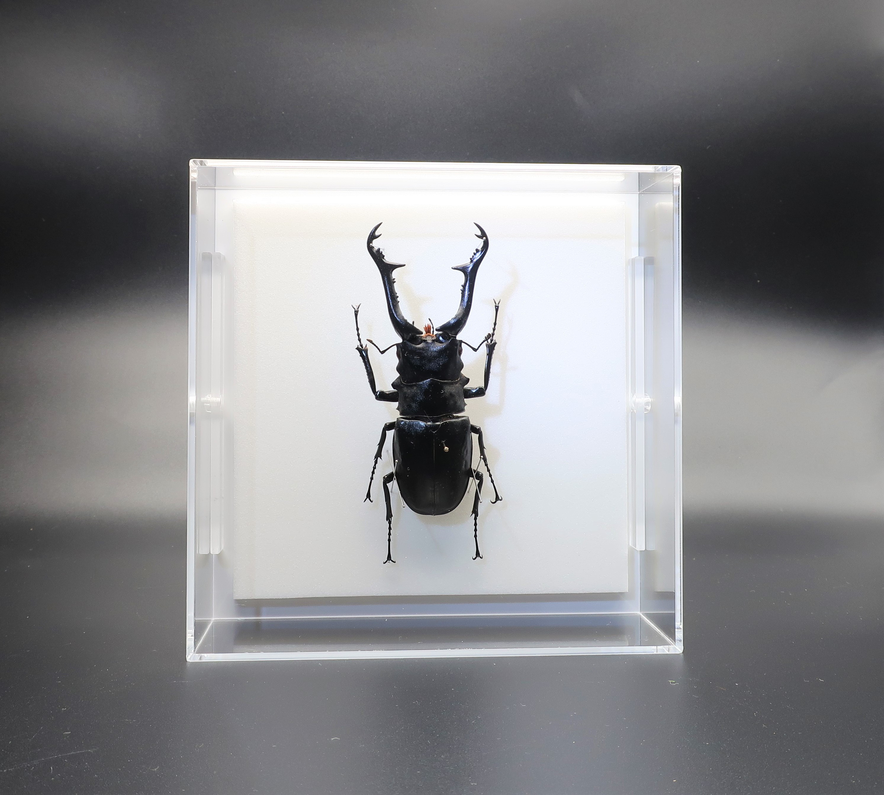麒麟虫◆ギラファノコギリクワガタ◆　アクリルフレーム　昆虫の標本