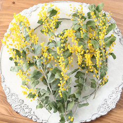 2025年 ミモザ　パールアカシア　開花状況 imgrc0086926519.jpg