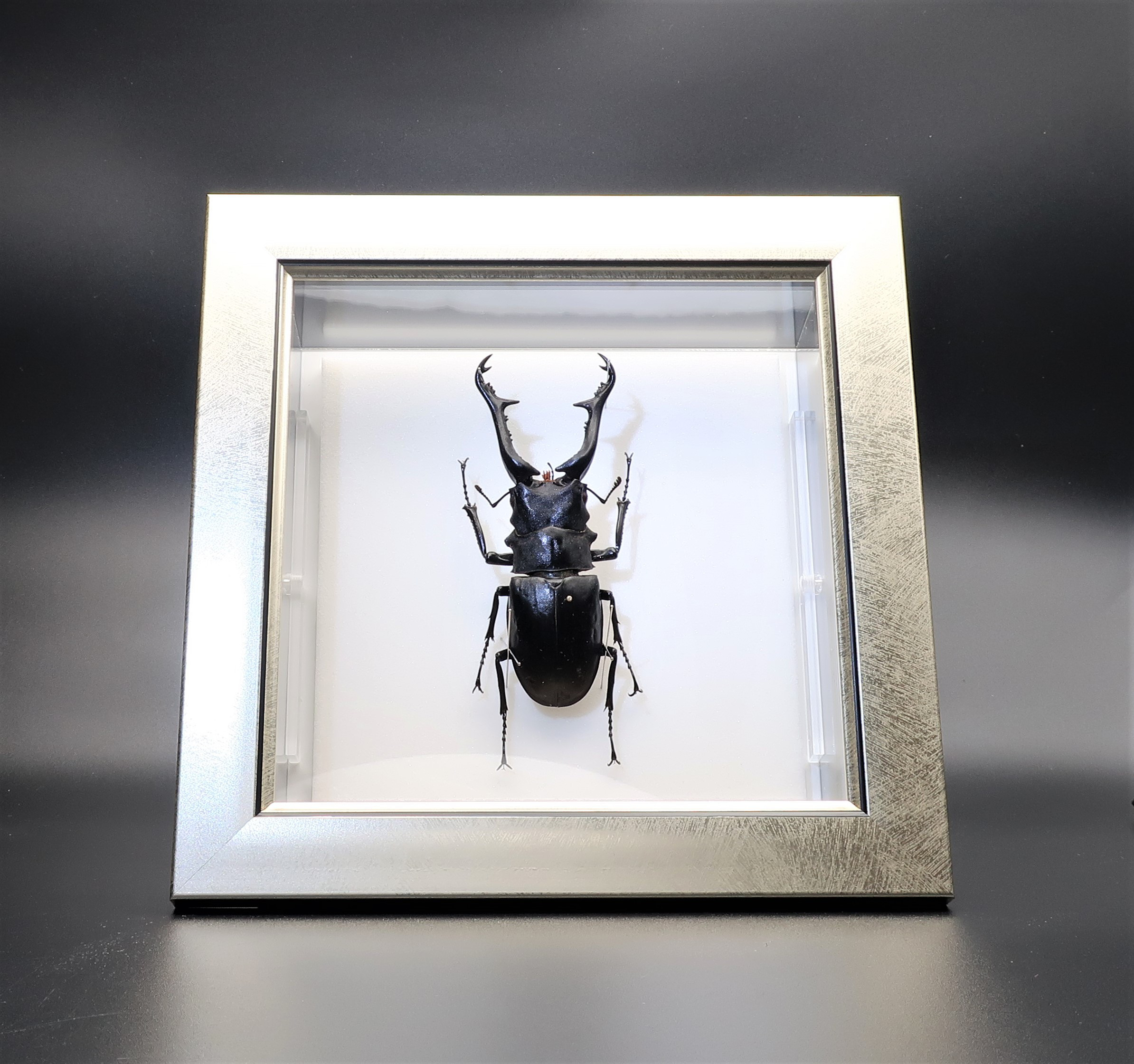 麒麟虫◆ギラファノコギリクワガタ◆　ライトフレーム　昆虫の標本