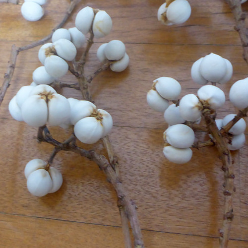 2025年10月収穫】ナンキンハゼの白い実 40g その他素材 pepe 通販