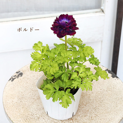 花苗 八重咲き アネモネ オーロラ 3.5号 宿根草 かわいい おしゃれ