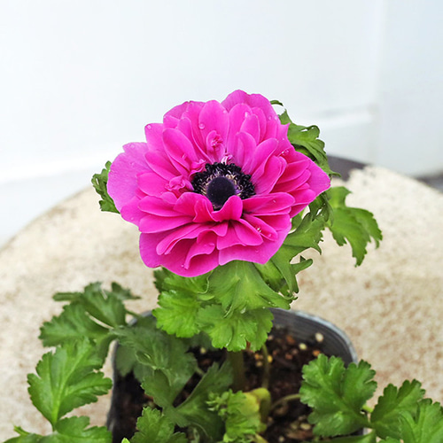 花苗 八重咲き アネモネ オーロラ 3.5号 宿根草 かわいい おしゃれ