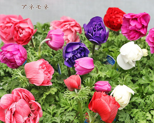 花苗 八重咲き アネモネ オーロラ 3.5号 宿根草 かわいい おしゃれ