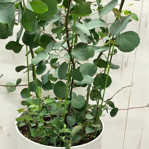 ポポラス株立ち/ 729