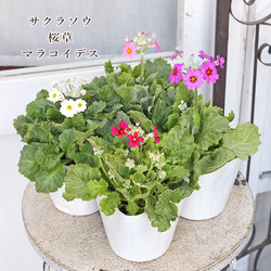 イングリッシュラベンダー セリーヌ 約35cm 20苗セット 花苗 イングリッシュラベンダー セリーヌ 3.5号 多年草 ハーブ