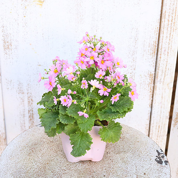 花苗 サクラソウ 桜草 プリムラ マラコイデス 3号(9cm)ポット かわいい 春の花 よく咲く 明るい 丈夫 花壇 14枚目の画像