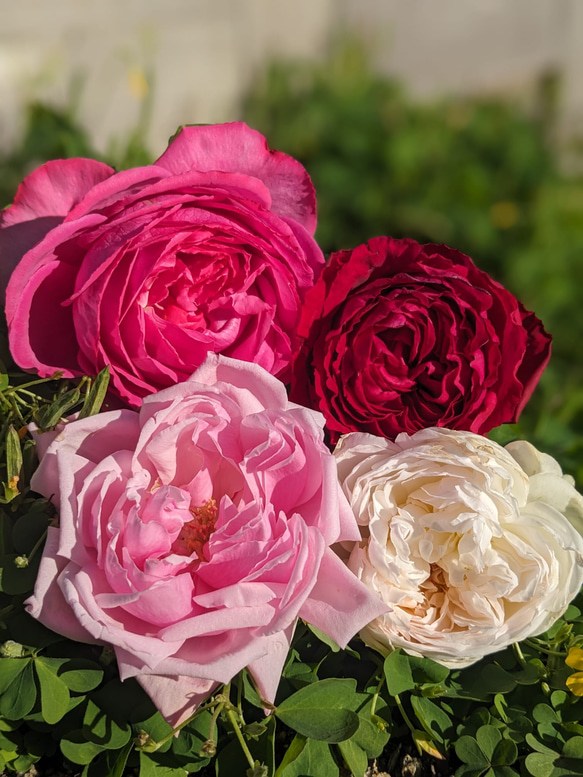 薔薇の芳醇な香りが溶け込んだ極上のローズはちみつ♡【ダマスクローズペタル入り】 2枚目の画像