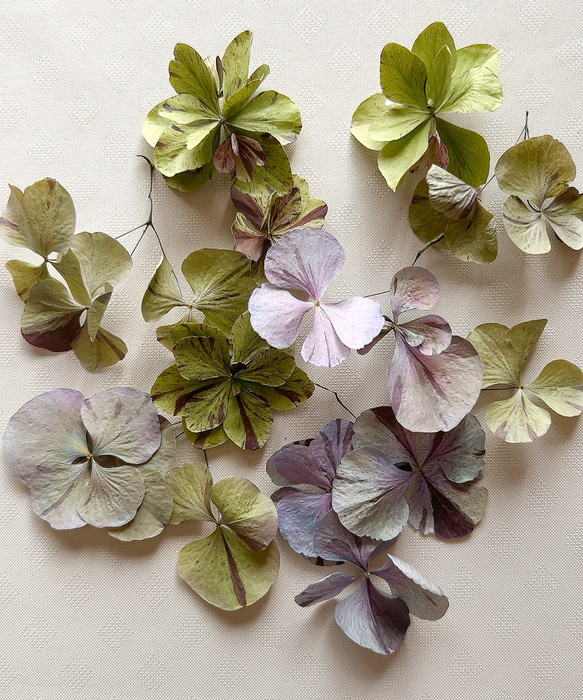 紫陽花　ドライフラワー　4セット 秋色紫陽花のドライフラワー 4本セット | karai fleuriste WEB SHOP