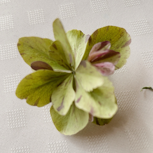 紫陽花ドライフラワー ⑬ 105サイズ 北海道産 紫陽花ドライフラワー販売スタートしました（2025・5） | racssblog