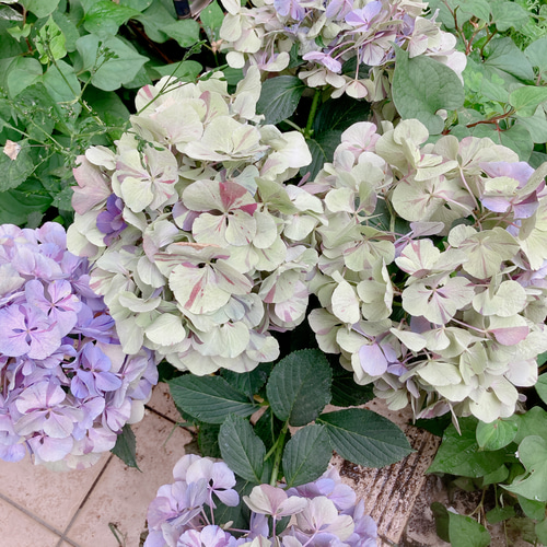 紫陽花ドライフラワー ⑭ 105サイズ 北海道産 北海道産 秋色紫陽花 あじさいドライフラワー X④ 60サイズ発送