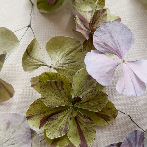 紫陽花ドライフラワー ⑭ 105サイズ 北海道産 秋色紫陽花のドライフラワー販売中｜racsshandmade | racssblog