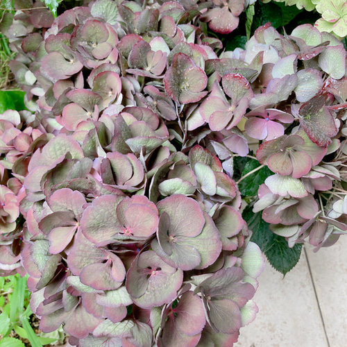 紫陽花ドライフラワー ⑭ 105サイズ 北海道産 秋色紫陽花のドライフラワー販売中｜racsshandmade | racssblog