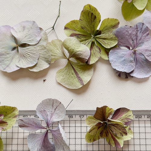 紫陽花ドライフラワー ⑬ 105サイズ 北海道産 紫陽花ドライフラワー販売スタートしました（2025・5） | racssblog