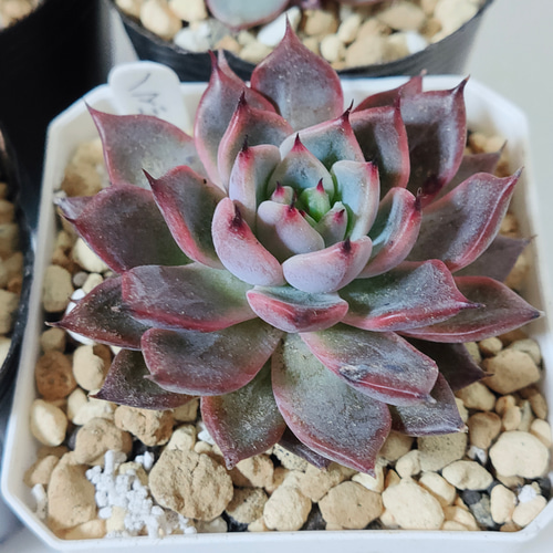 11/30販売終了・最終値下げ】多肉植物 エケベリア 12種 抜き苗