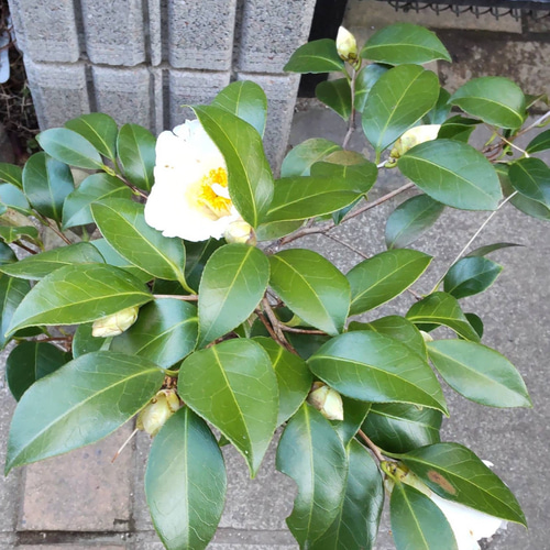 椿【初嵐 開花株⠀】茶花 画像の苗 1月開花中 一輪挿し・花瓶・花器 鈴