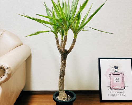 ⚜️激レア⚜️ ユッカ　エレファンティペス　バリエガータ　斑入り　2 04b425323e784bd7f6aad945ccbca5