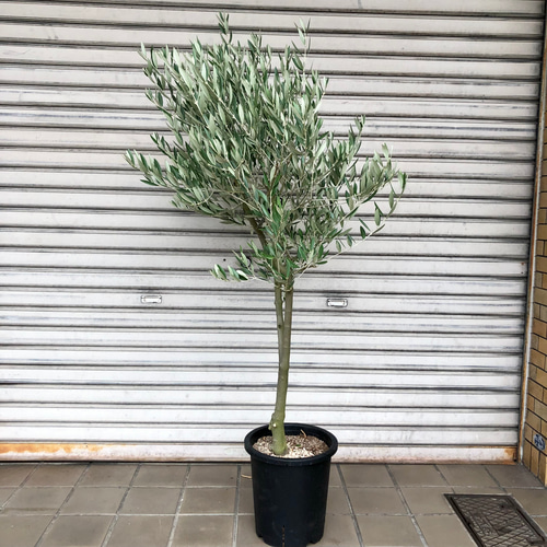 23. オリーブの木souju『ピクアル』8号特大苗木最高等級極上品‼️希少品種 ⑪ オリーブの木souju『ピクアル』 8号 特大苗木最高等級極上品