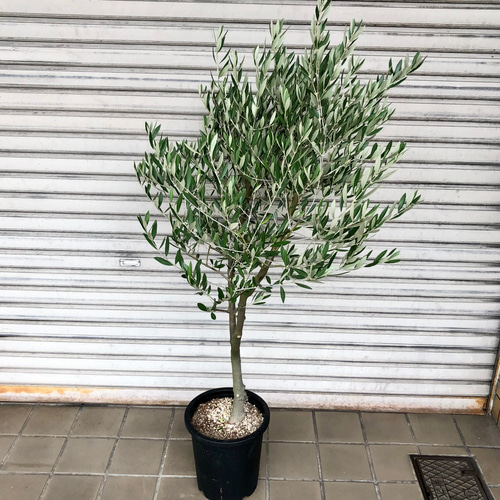 実がなる 樹形良好 オリーブの木 ピクアル SOUJU 8号 01 その他