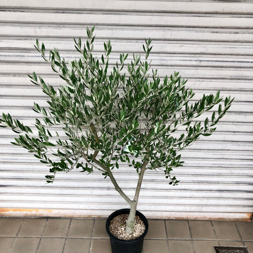 実がなる 樹形良好 オリーブの木 ピクアル SOUJU 8号 01 その他