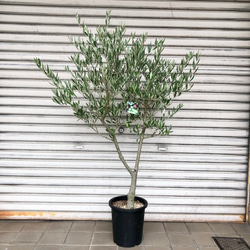 f62ac4ae9fc077163284a57f76e9f1