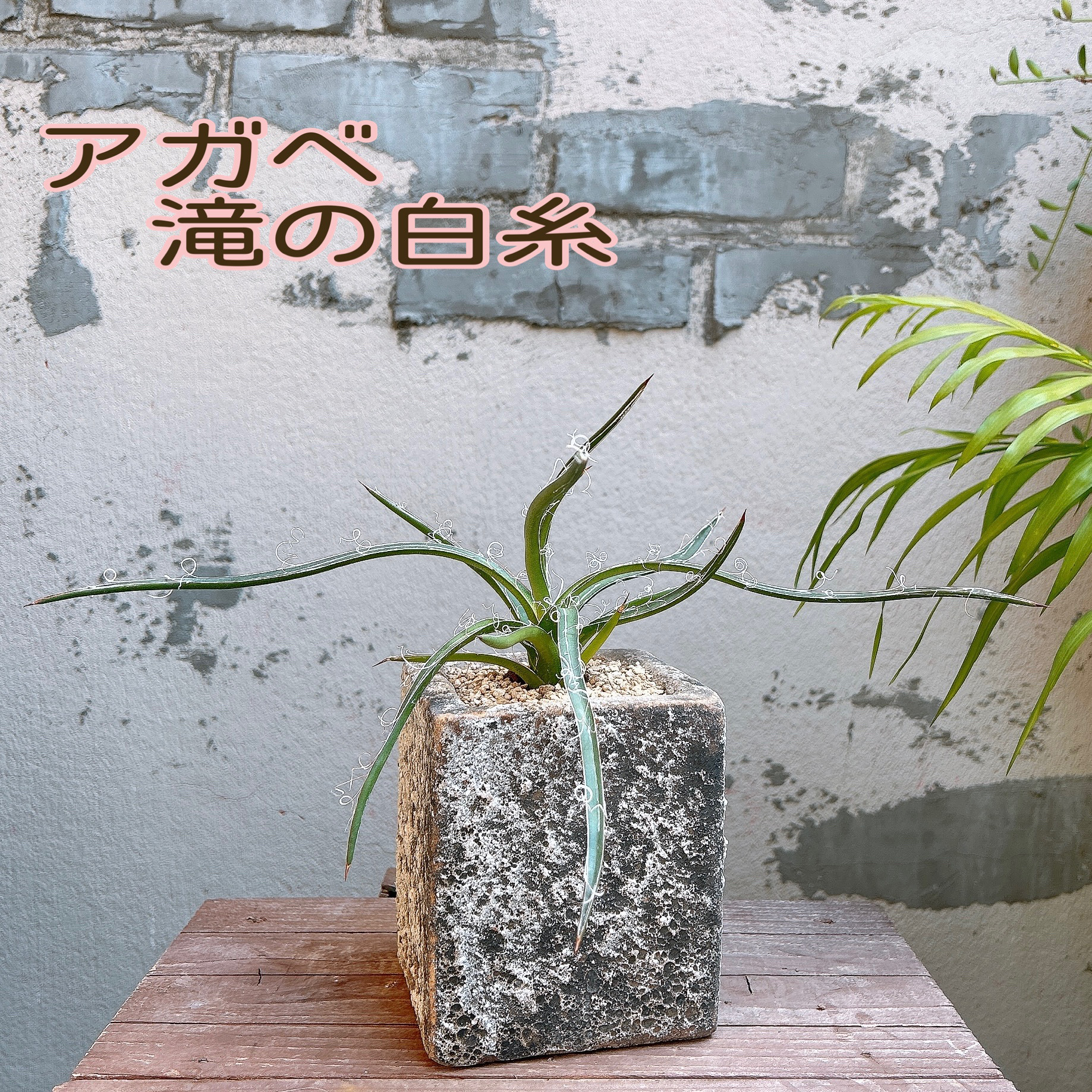 アガベ 滝の白糸 子株 Agave collection 多肉植物 Re