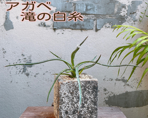 アガベ 滝の白糸 子株 Agave collection 多肉植物 Re