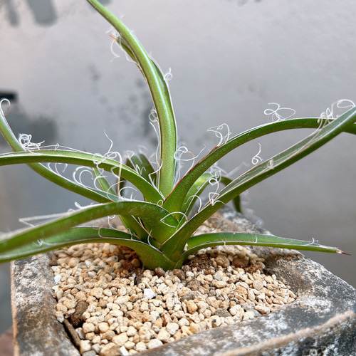 アガベ☆滝の白糸 大株(鉢付き) 【公式通販】