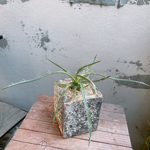 アガベ 滝の白糸 子株 Agave collection 多肉植物 Re