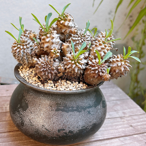 ユーフォルビア 峨眉山 特大 鉢付き 希少 ユーフォルビア 峨眉山 特大