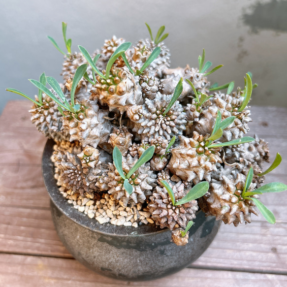 ユーフォルビア 峨眉山 群生  Euphorbia collection 6枚目の画像