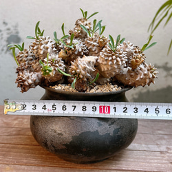 ユーフォルビア 峨眉山 群生  Euphorbia collection 8枚目の画像