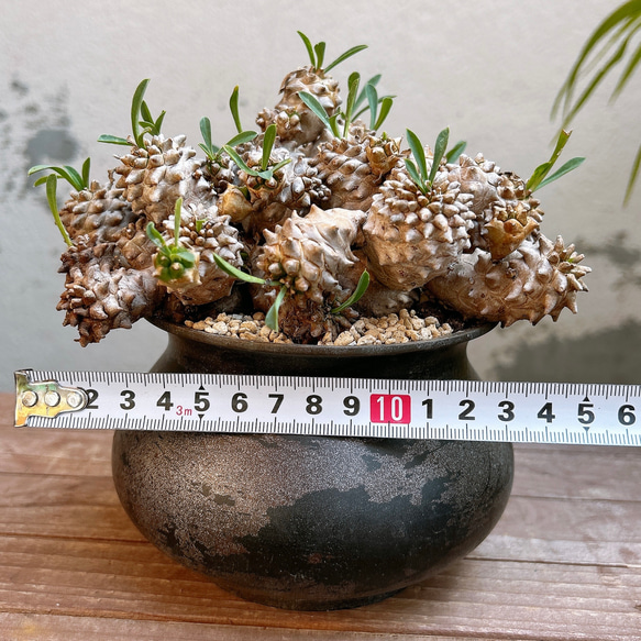 ユーフォルビア 峨眉山 群生  Euphorbia collection 8枚目の画像