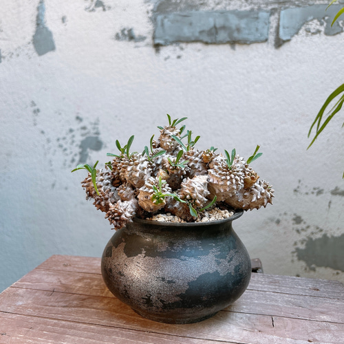 ユーフォルビア 峨眉山 群生 Euphorbia collection 多肉植物 Re